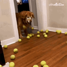 confused-the-pet-collective.gif.293f8ea65dd8fc675cfaf3523596753e.gif